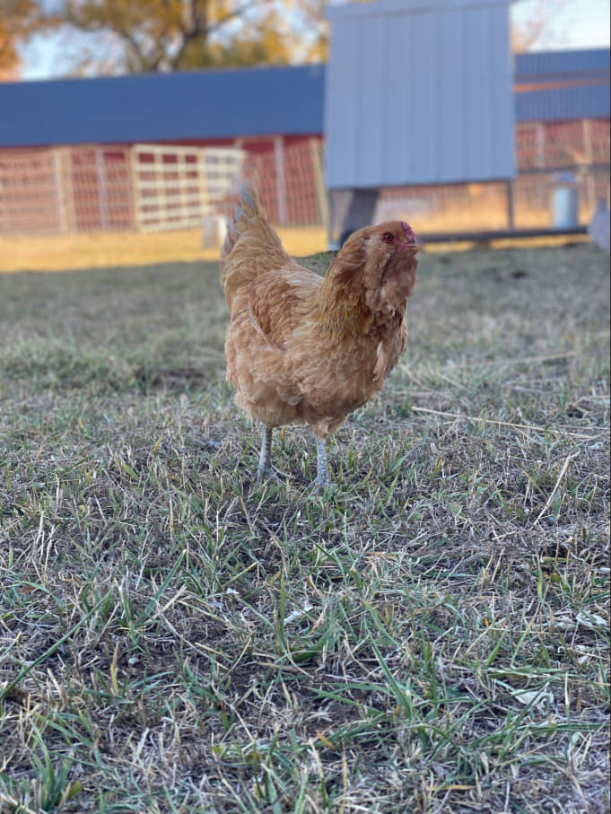 Americauna Chicken