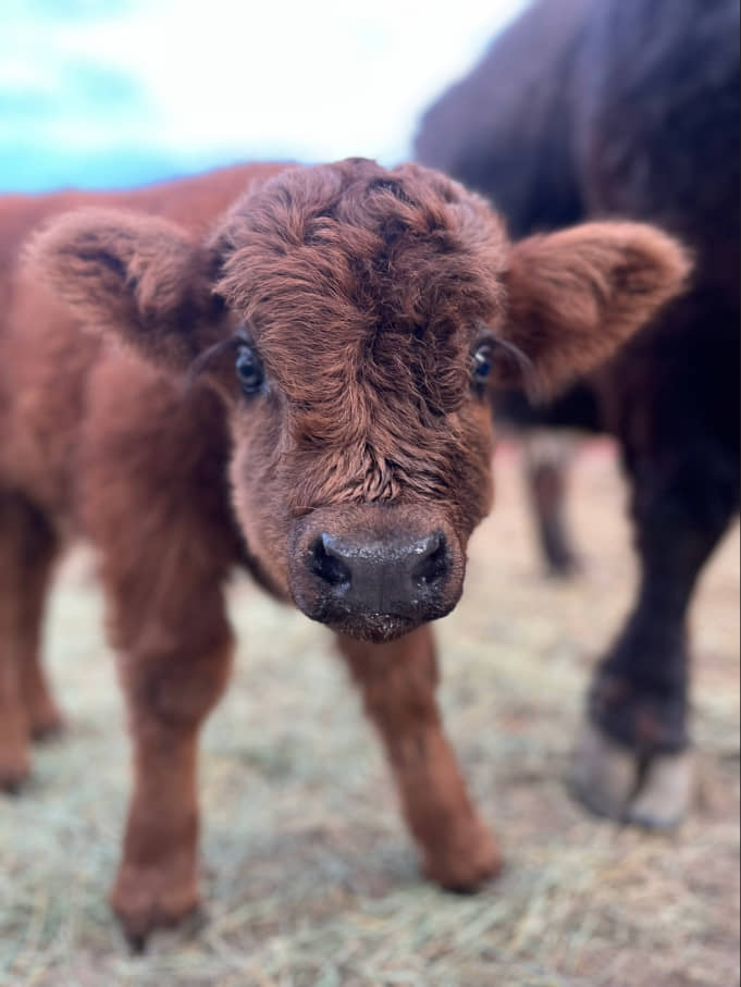 Ranch landscape with open pastures and rustic barn