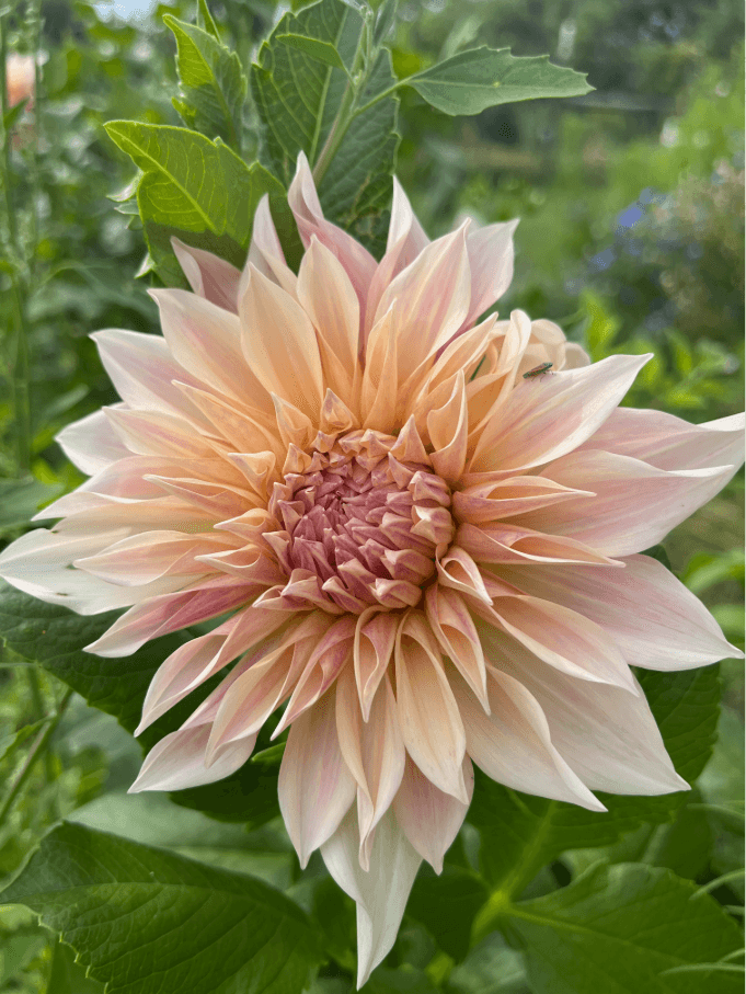 Gallery of flower arrangements featuring dahlias and zinnias