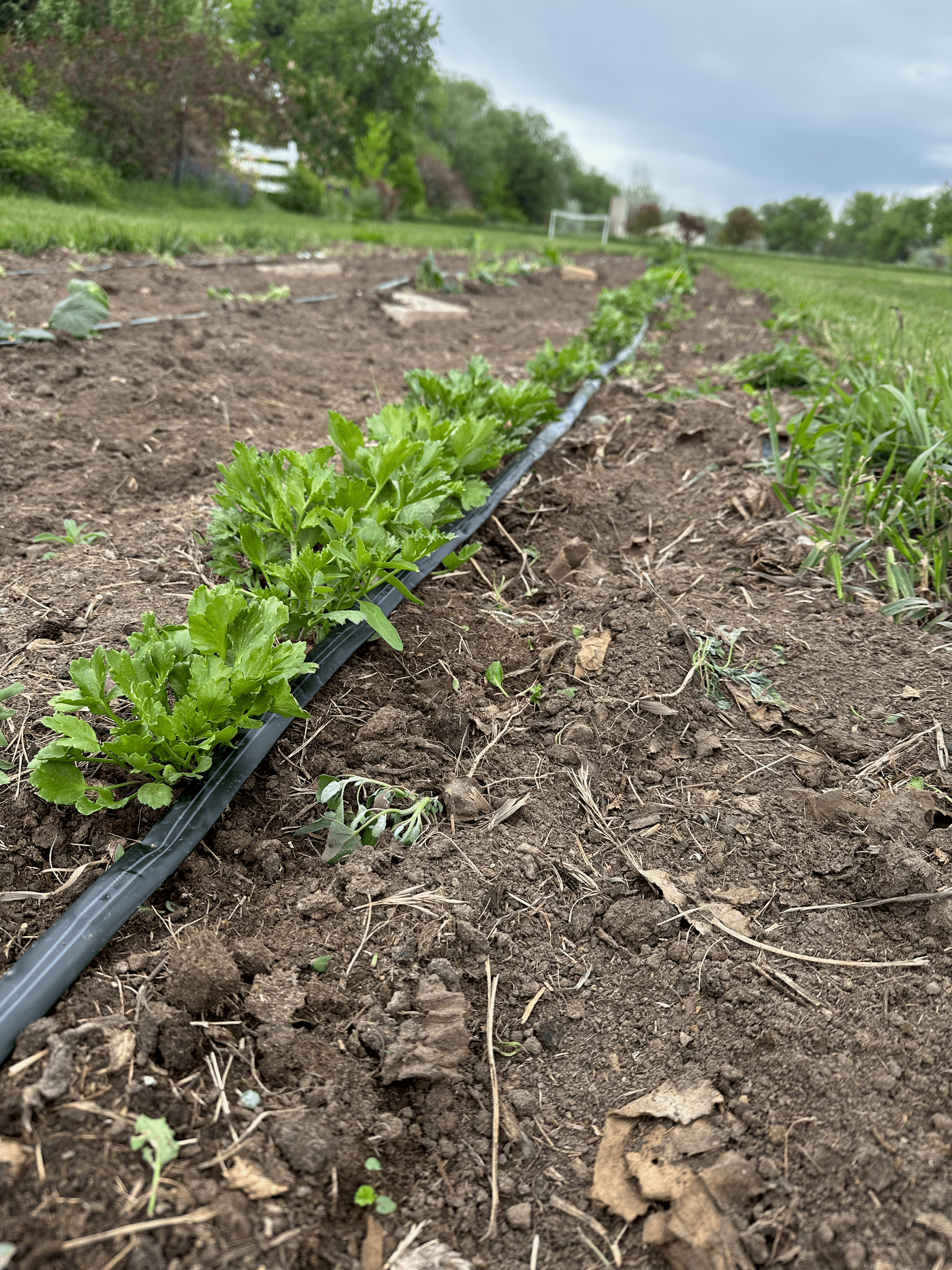 Struggling ranunculus seedlings