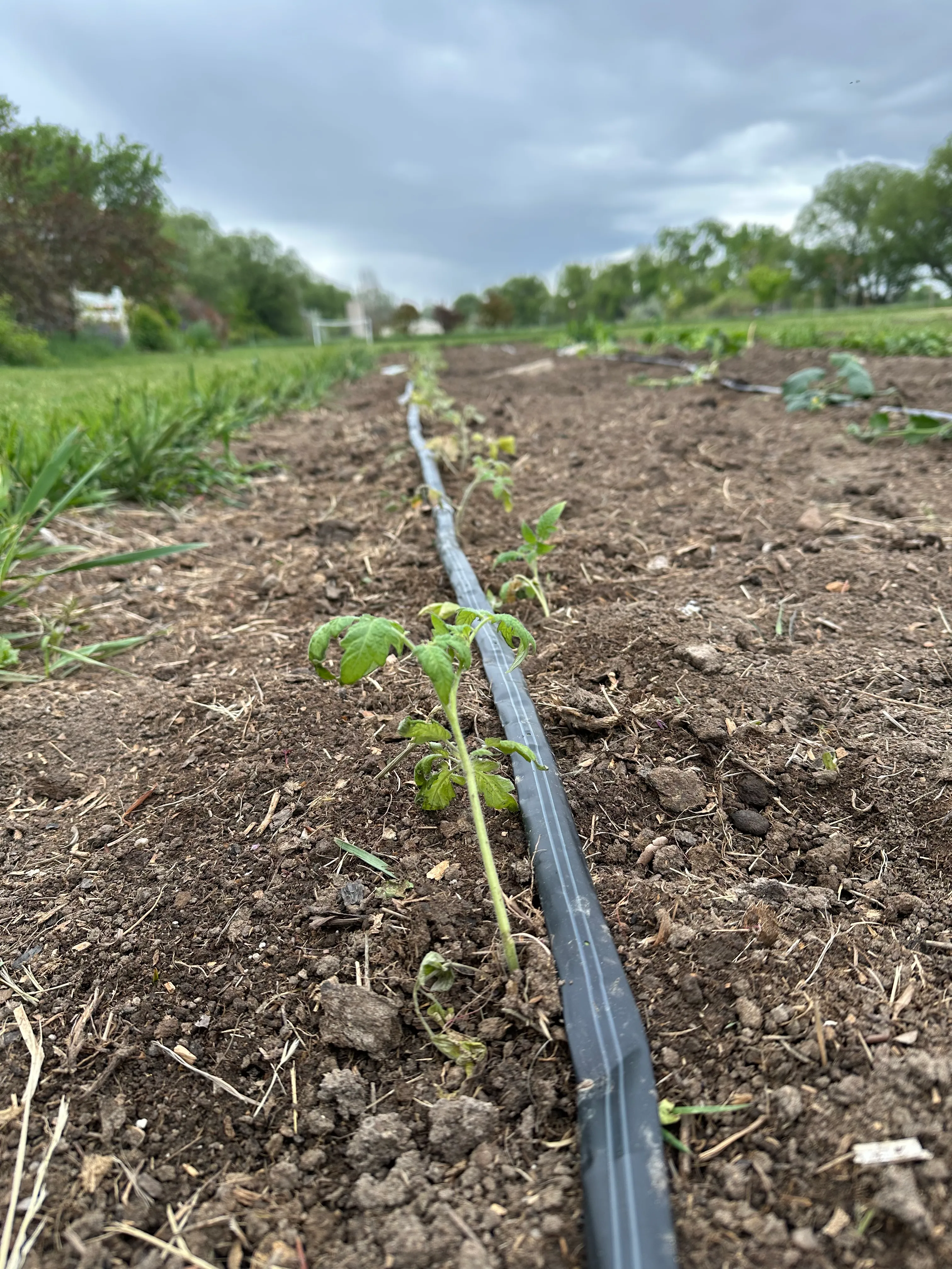 tomato-seedlings